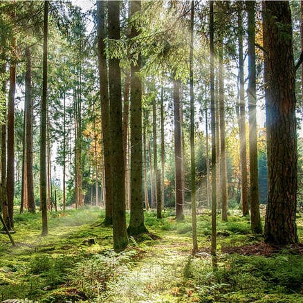 Skog i Sverige – miljöarbete